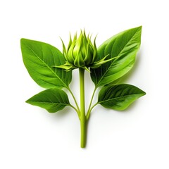 a green flower with leaves