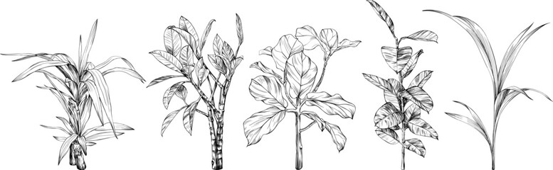 Illustration of a tropical plant set. Hand drawn botanical illustration isolate on white collection.