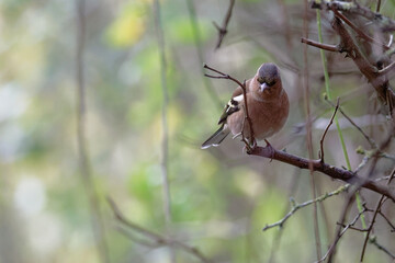 Pinson des arbres - Fringilla coelebs - passereaux
