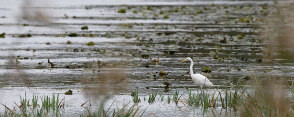 Grande Aigrette - Ardea alba - Egretta alba - oiseaux, 