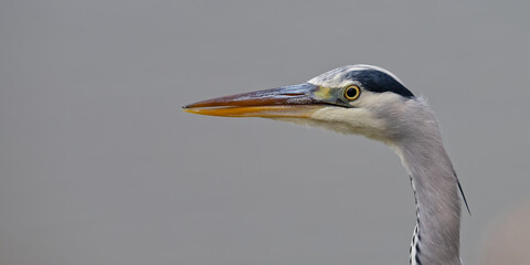 héron cendré - Ardea cinerea - oiseaux

