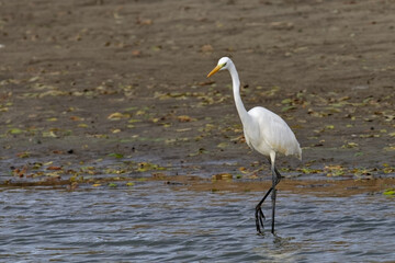 Grande Aigrette - Ardea alba - Egretta alba - oiseaux, 