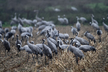  grue cendrée - grus grus - gruidés