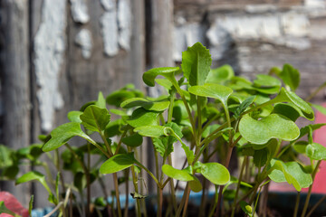 Pepper seedlings on the windowsill. Selective focus. nature