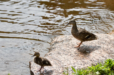 Duck with ducklings near the shore on the surface of the water