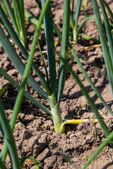 Obraz premium Green onions growing in the garden. spring vegetables. Organic food. Macro