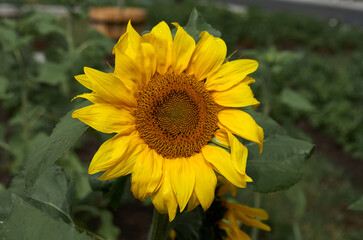 Sunflower flower close up