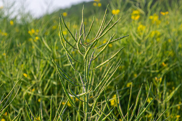 Rapeseed seed pods, close up Stems of rapeseed, Green Rapeseed field