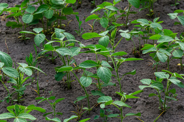 A tender sprout of a soybean agricultural plant in a field grows in a row with other sprouts. Selective focus.