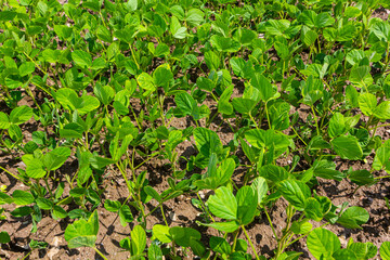 Young green soybean leaves in the field