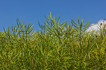 Rapeseed seed pods, close up Stems of rapeseed, Green Rapeseed field