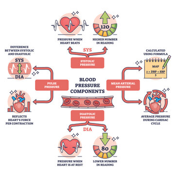 Components of blood pressure and normal heart rate control outline diagram. Labeled educational scheme with pulse, systolic, diastolic or mean arterial division vector illustration. Cardiology health