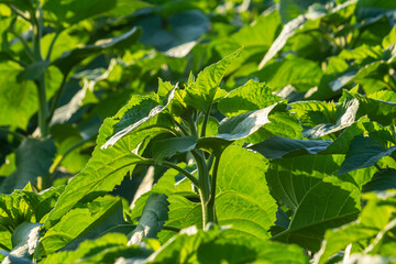 Rows of young sunflower plants on the field early in the spring - selective focus
