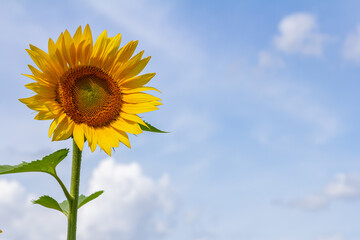 Obraz premium Yellow sunflowers bloom against a blue sky background