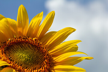 Naklejka premium Yellow sunflowers bloom against a blue sky background