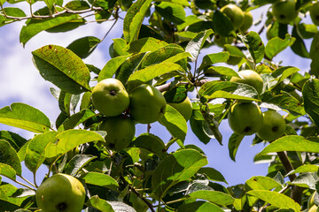 Autumn day. Rural garden. In the frame ripe red apples on a tree. It's raining Photographed in Ukraine