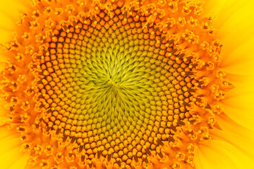 Sunflower with blue sky background