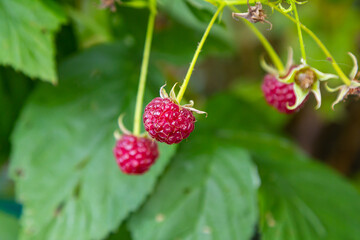 Raspberry branch in the garden. Production Focus