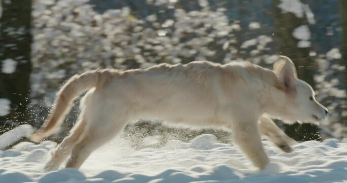 A dog runs quickly through fluffy snow, slow-motion video 4k