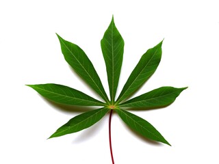 Isolated cassava leaves