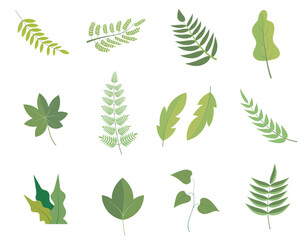 Set Leaves Plant Element For Autumn Season and White Background