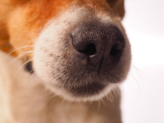 Close up of a Jack Russell Terrier nose on a white background