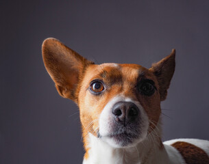 Very alert Jack Russell Terrier on a grey background