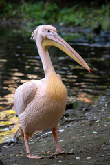 White pelican at the lake (Pelecanus onocrotalus)