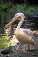 Naklejka na ściany i meble White pelican at the lake (Pelecanus onocrotalus)