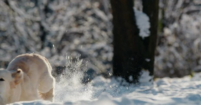 A golden retriever runs quickly through a snowy winter forest. Slow motion 4k video
