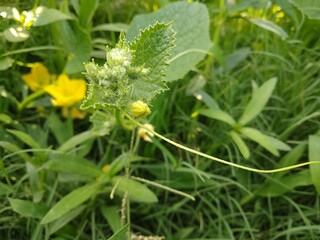 yellow melon flower and blur grass booming desktop wallpaper
