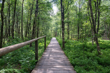 Obraz premium In a Birch forest with wooden path in red bog