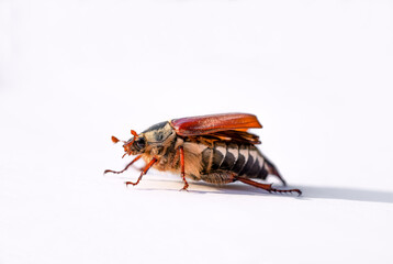 Cockchafer, Melolontha. Insect close-up.