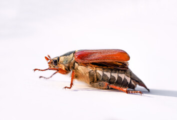 Cockchafer, Melolontha. Insect close-up.