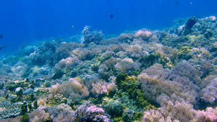 Underwater landscape with a coral reef. Coral reef in a shallow sea under the sun's rays.
