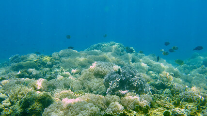 Underwater landscape with a coral reef. Coral reef in a shallow sea under the sun's rays.