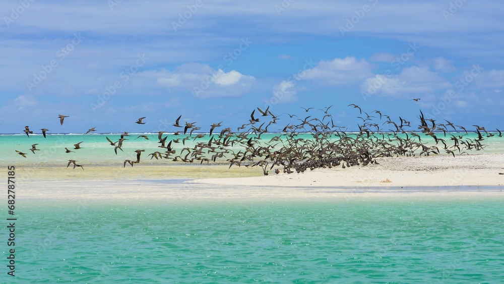 Wall mural thick cloud of birds, brown noddy