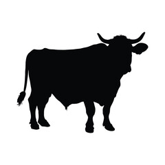 Cow Silhouette on White