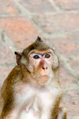 portrait of a macaque