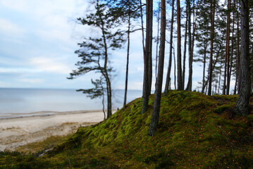 Pine forest at Baltic sea.