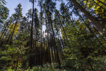 Fototapeta premium Pine forest, wide angle view in upward direction at summer day
