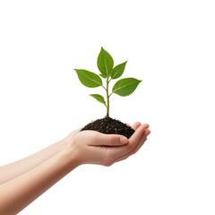 Nurturing Nature: Hands Holding a Young Plant Sprout isolated on transparent background,png