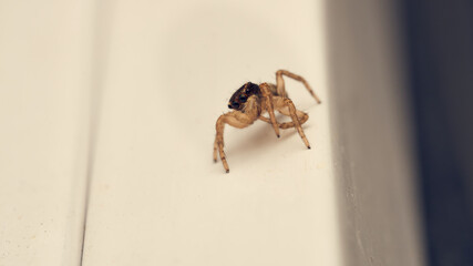 A single jumping spider perched on a warm white background.