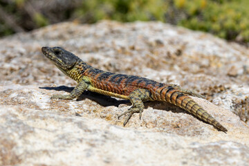 Ein Gürtelschweif in der Seitenansicht auf einem Felsen im südafrikanischen Agulhas Nationalpark