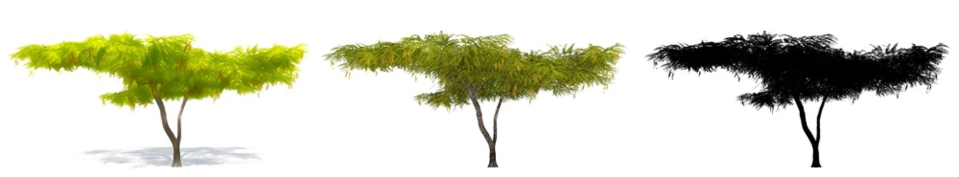 Mesquite Tree Images – Browse 7,585 Stock Photos, Vectors, and Video ...