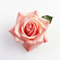 Rose isolated on white background