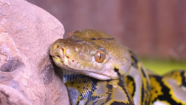 A snake boa sticks out its tongue. Python head in detail close-up.