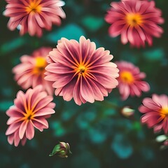 pink and yellow dahlia