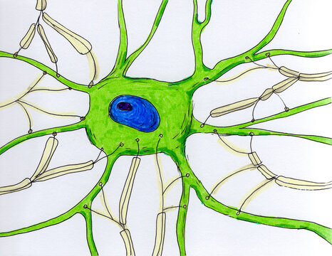 Synaptic endings on a neuron, illustration