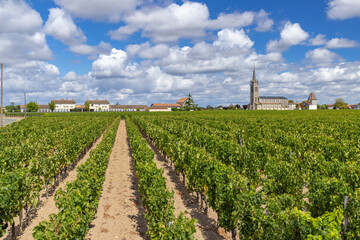 Fototapeta na wymiar Typical vineyards near Pomerol, Aquitaine, France